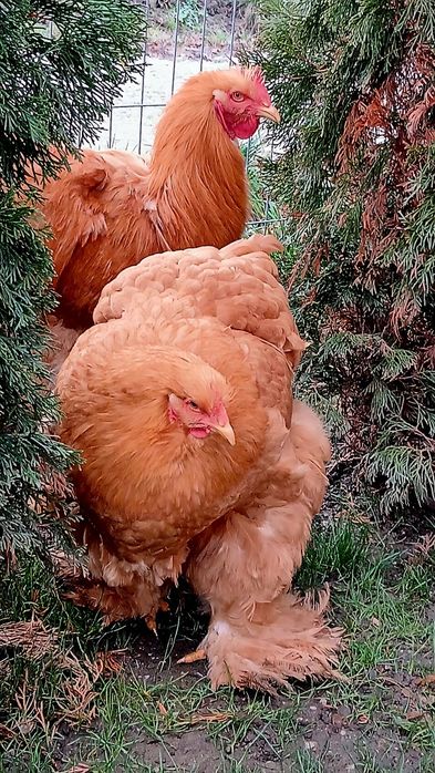 Cochinchina Urias Galben