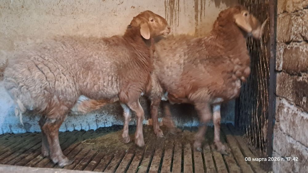 Qo'chqor sotiladi arashan, sovliqam bor