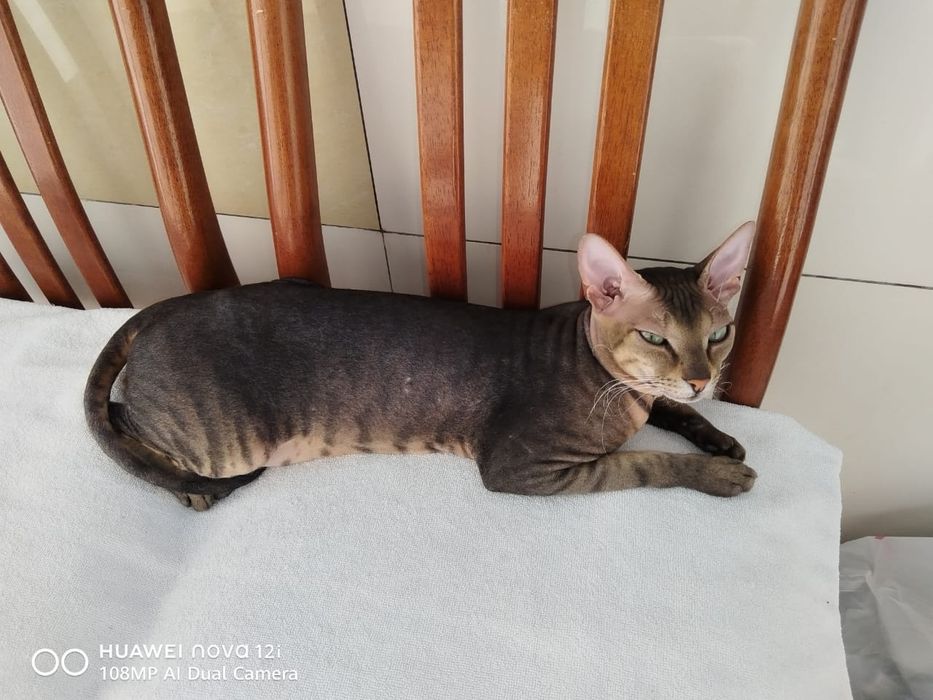 Вязка. Канадский сфинкс.