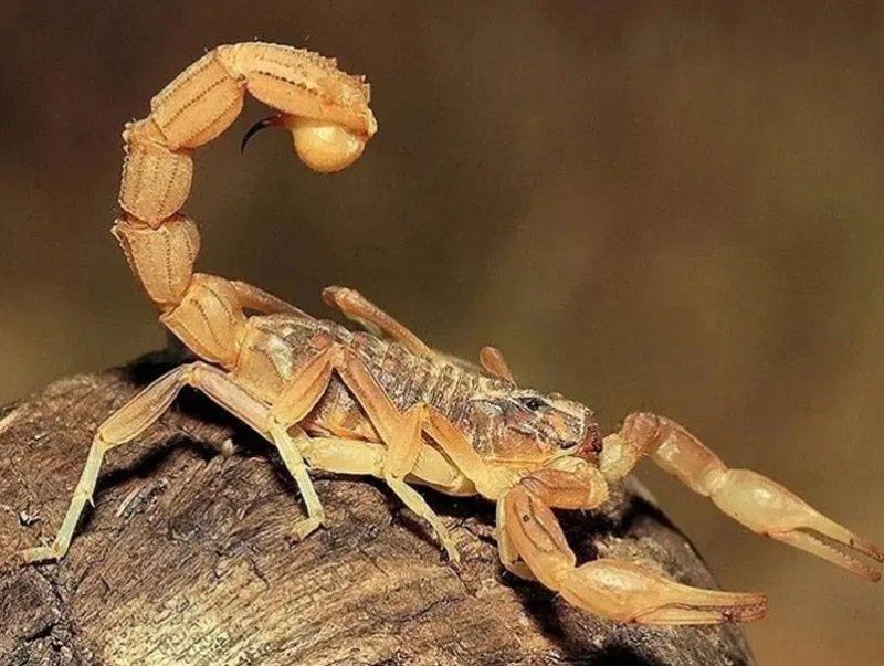 Dezinfeksiya dizinfeksiya dezinseksiya дезинфекции дезинфексия дезинфц