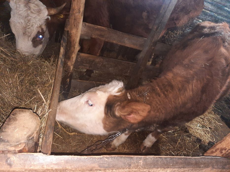 Телки телята телки