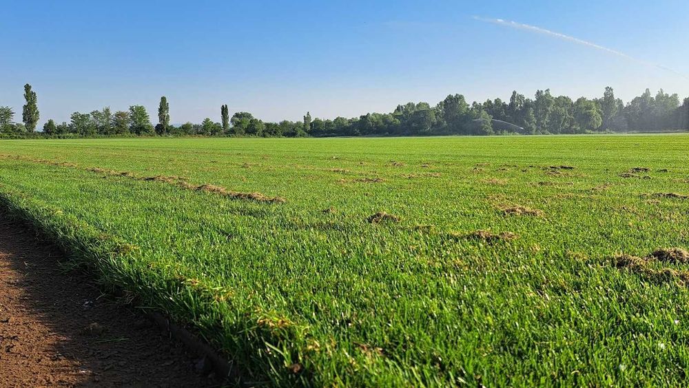 Тревен чим като килим от производител
