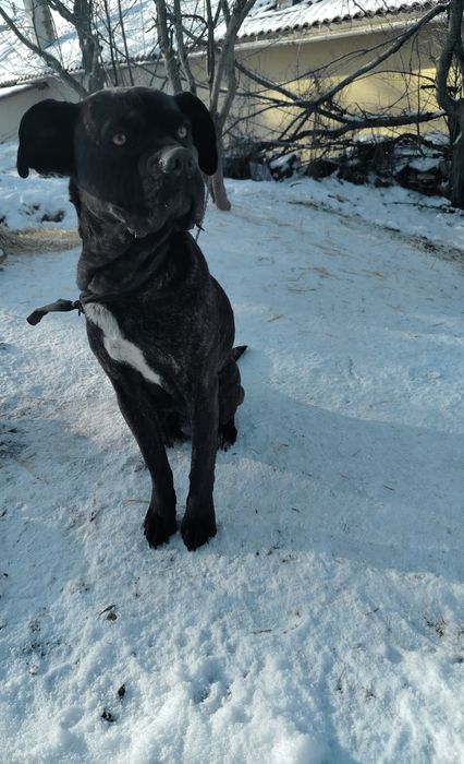 Продавам Кане Корсо