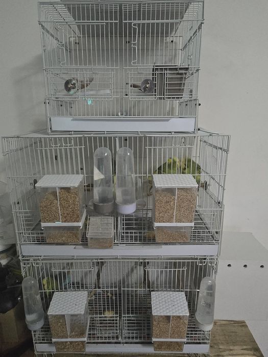 Vând colivii + cuibare+peruși standard