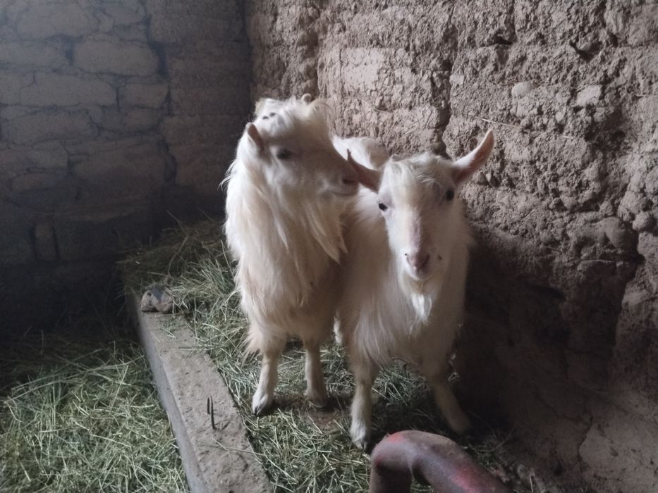 Текелер  (козлы)