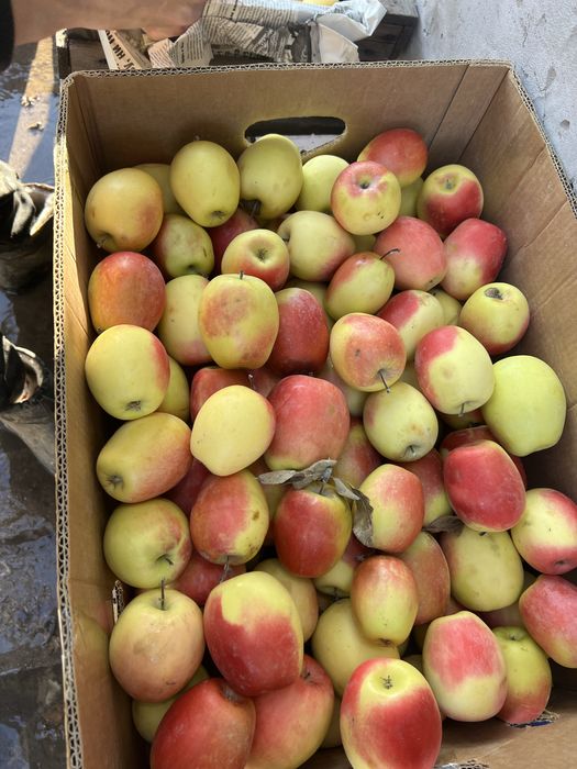 Американка. Апорт алматиский - Груша талгарка