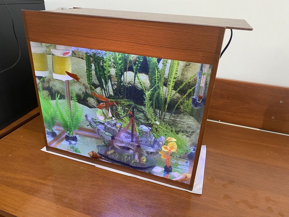 Аквариум балығымен