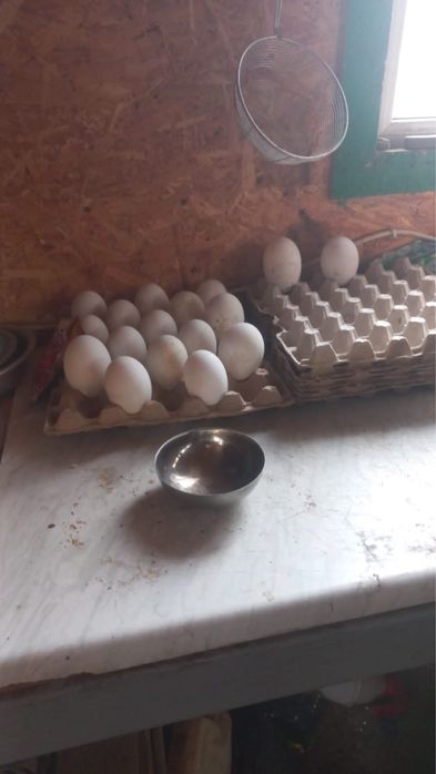Гусиные яйца  для инкубатора