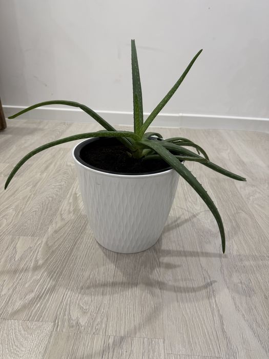 Продам комнатные растения