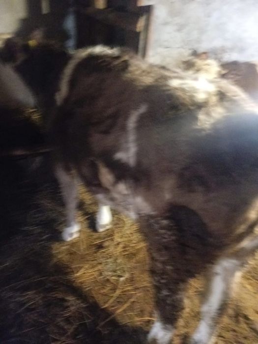 Продам 3 бычка и 1 тёлку