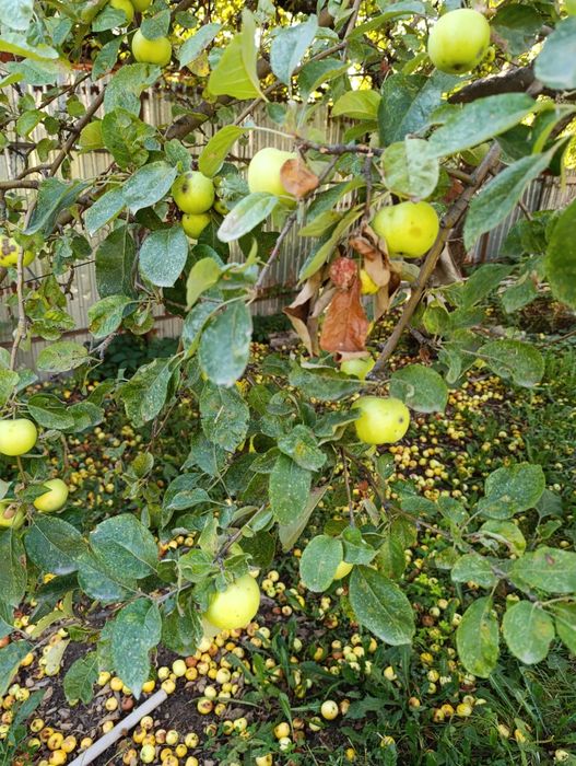 Продам дачу по Жандосова