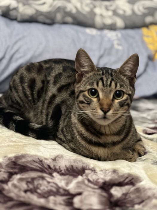 Отдам в хорошие руки бенгала