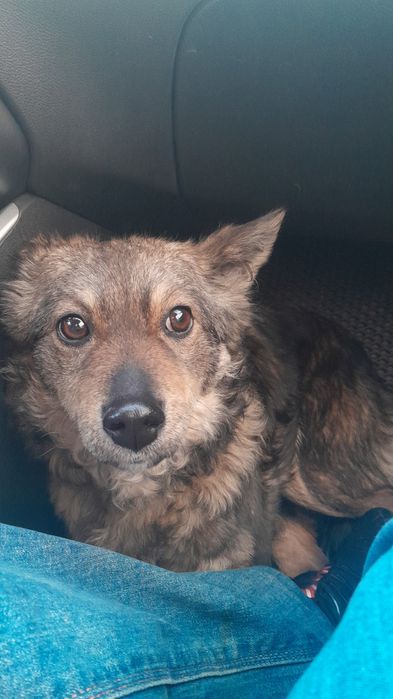 Дарю собаку!       .