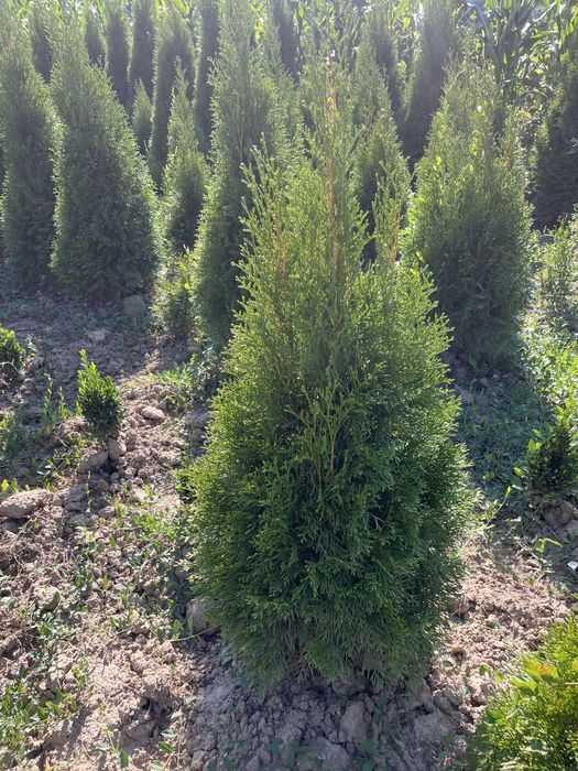 TUIA Naturali Plantatie proprie