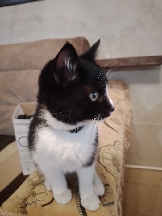 Отдам котенка  в добрые руки