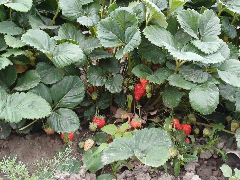 Клубника.черный принц .много разовая сорт Виктория