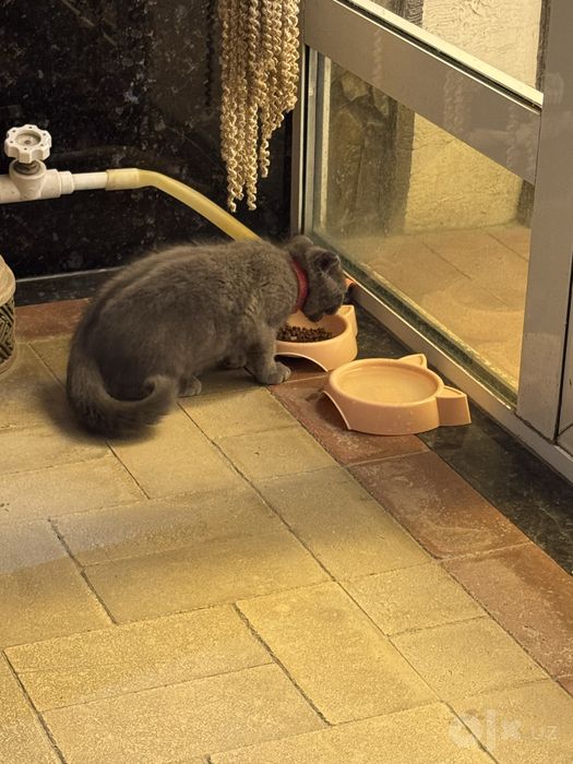 Кошка шотландская