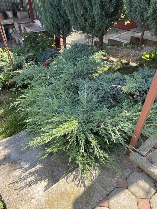 Gard viu ‘ienupăr chinezesc , Euonymus japonicus