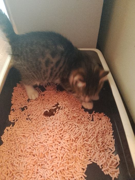 Котенок мальчик отдам