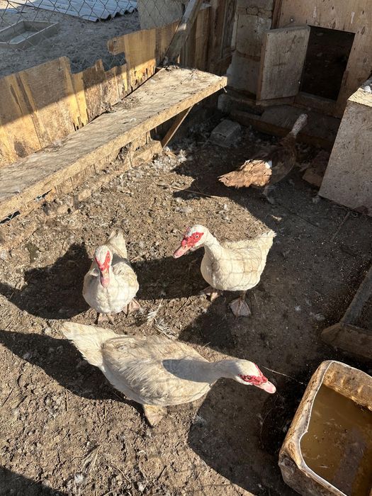 Индаутка семенные