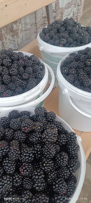 Продам ежемалину 1200