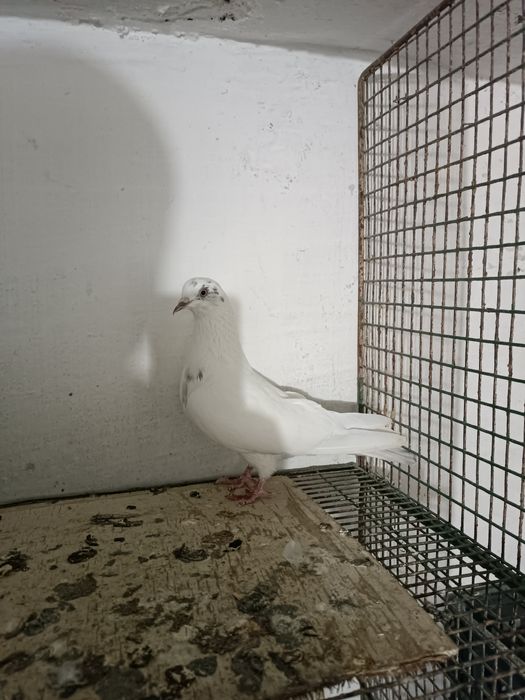 Голуби. Кептер. Кус.