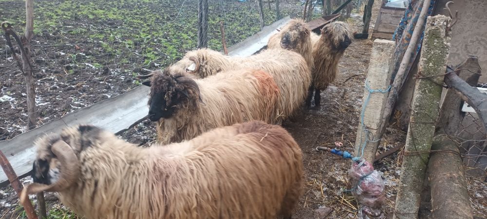 De vanzare 4 oi și un berbece