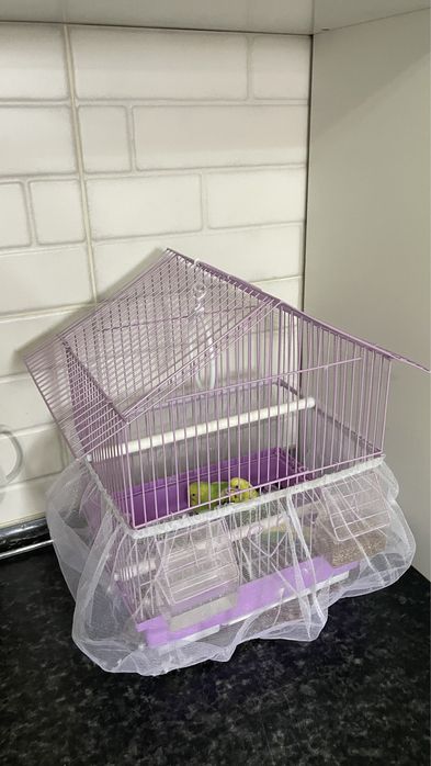 Попугаи  с парами волнистые