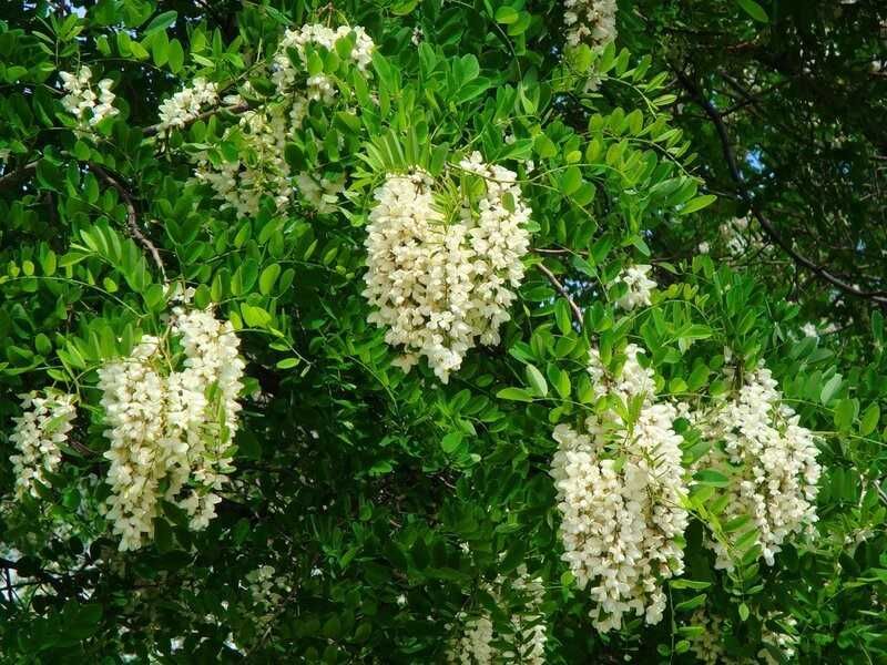 Акация дерево ( манзарали дарахт ) Сувсизликка чидамли. 100 минг сўм.