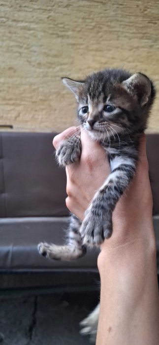 Подаряват се котенца