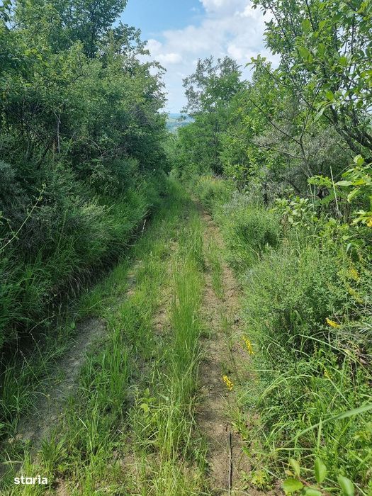 Teren intravilan cu livada 9000mp - zona Valenii de Munte