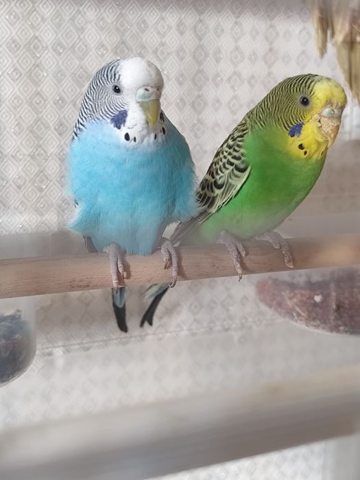 красивые ухоженные волнистые попугаи с клеткой