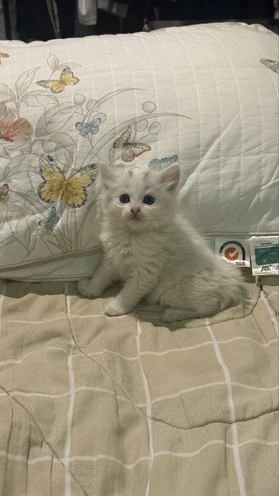 Девочка,кошка,в подарок отлично