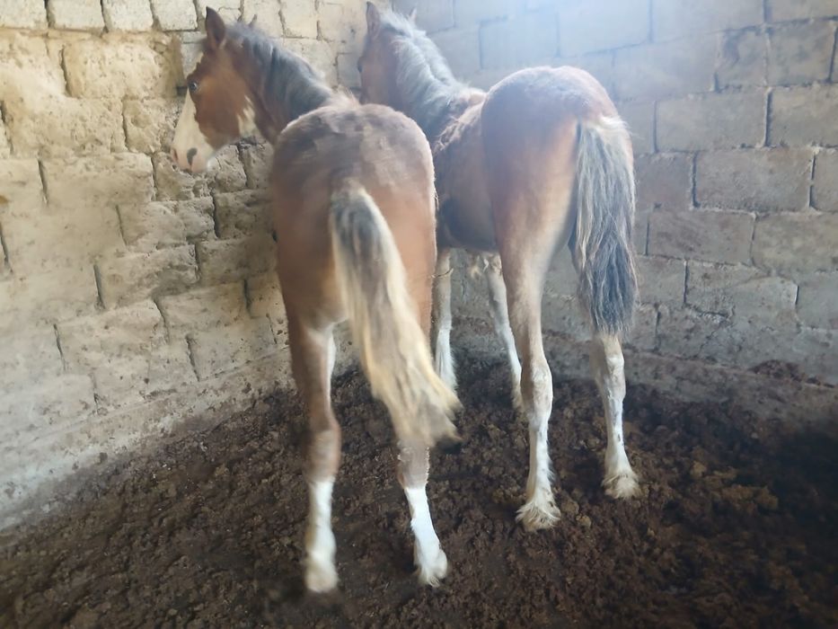 Тайлар бар еркек