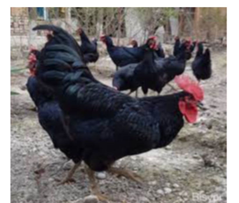 Qora shahzoda xo’rozlari va urug’ uchun tuxumlari ham sotiladi