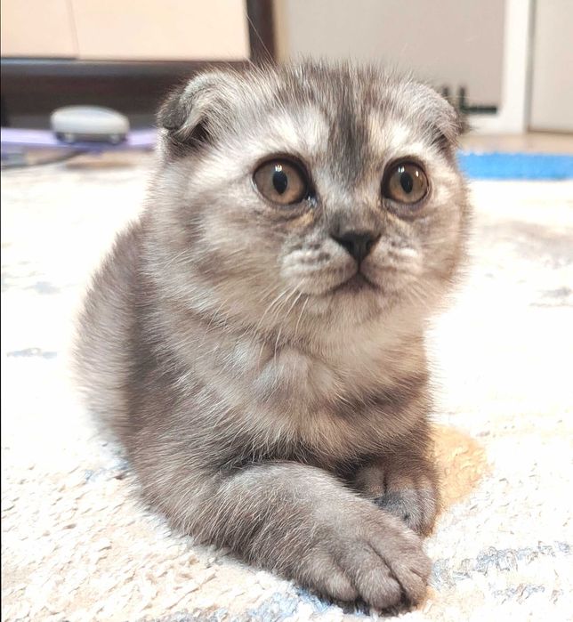 Шотландская вислоухая кошечка