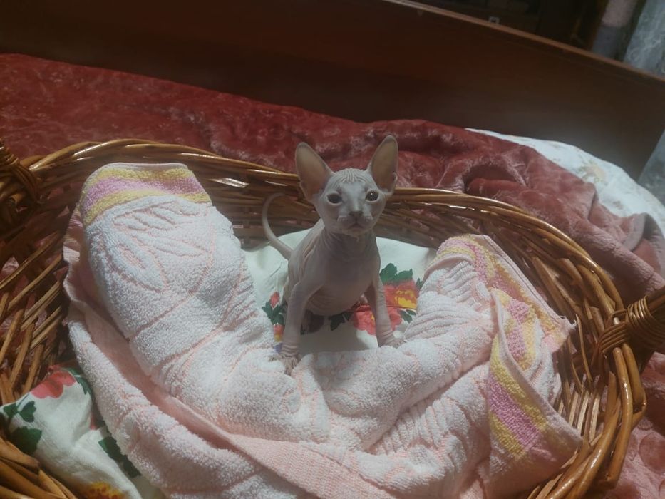 Бронь котят Донского сфинкса.