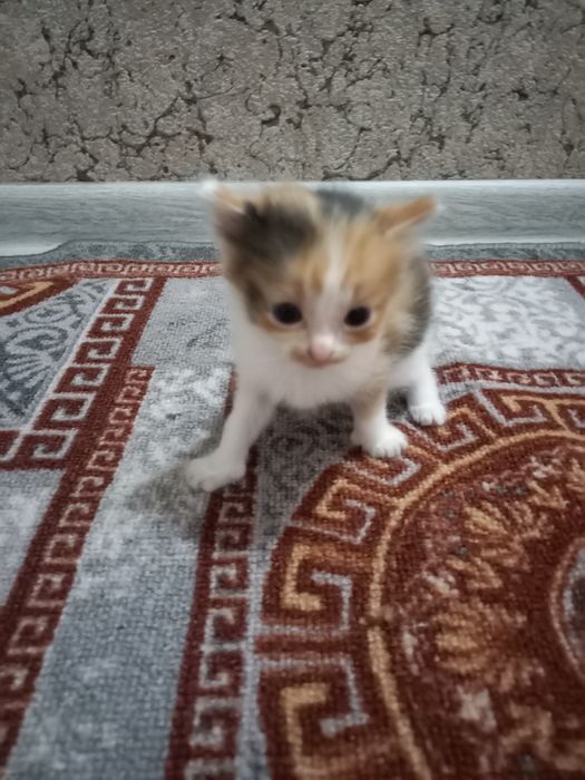 Бесплатно котята