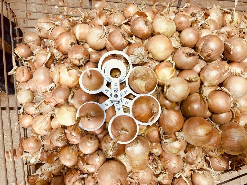 Лук репчатый в мешках