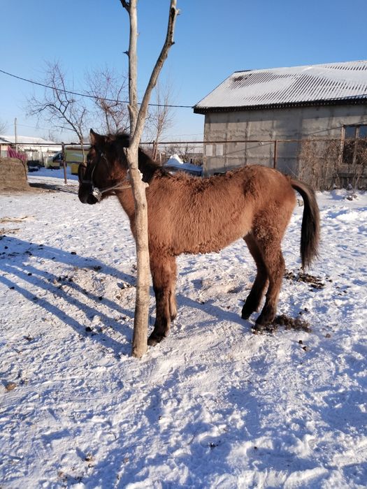 МЗ жабағы сатылады еркек