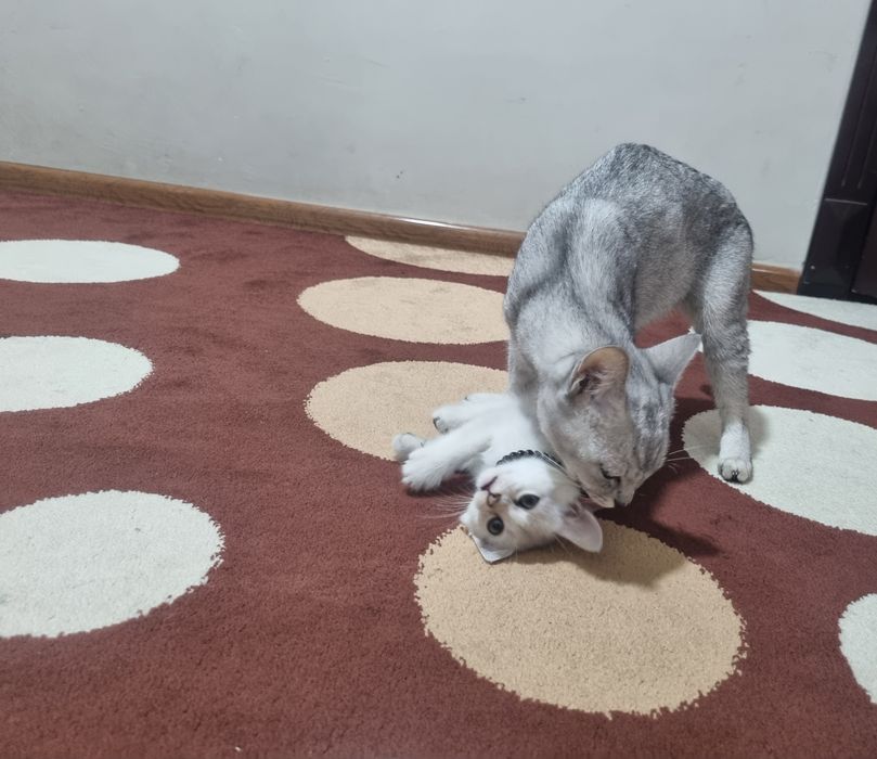 Серебристая шиншилла боласи билан срочно сотилади