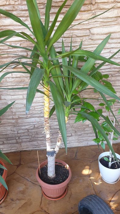 Цветя за дома и офиса