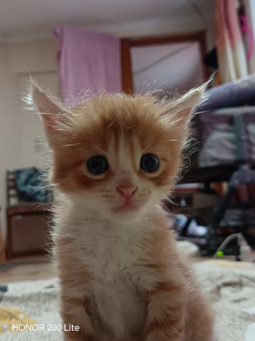 Кошка 3месец бесплатно