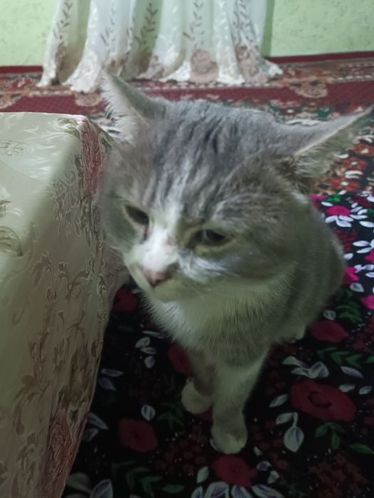 Uy hayvoni qulga oʻrgatilgan mushuk