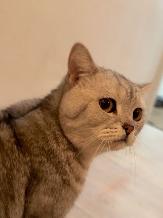 Продам кошку шотлад