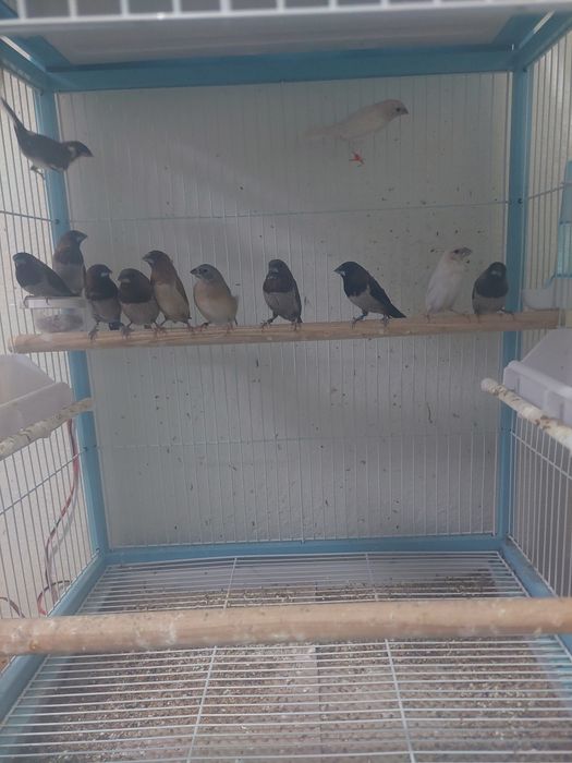 Canari ,pescarusi japonezi și 1 pereche perusi standard