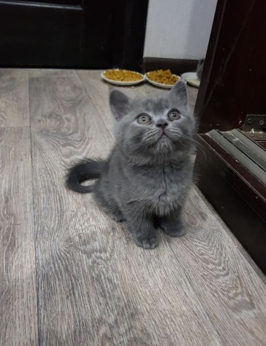 Кросивые котята, 1.5 мес девочки