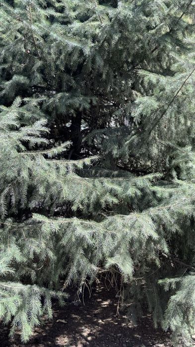 Продаётся ёлка живая