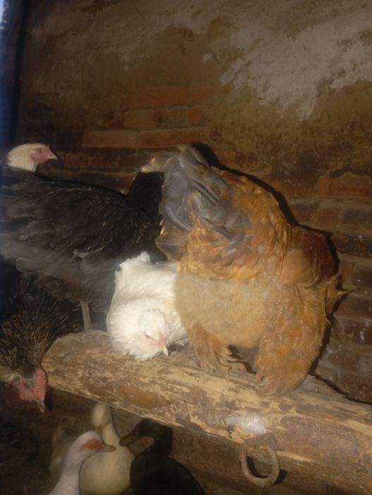 Vând 4puicute și un cocos la alegere moțat sau negru