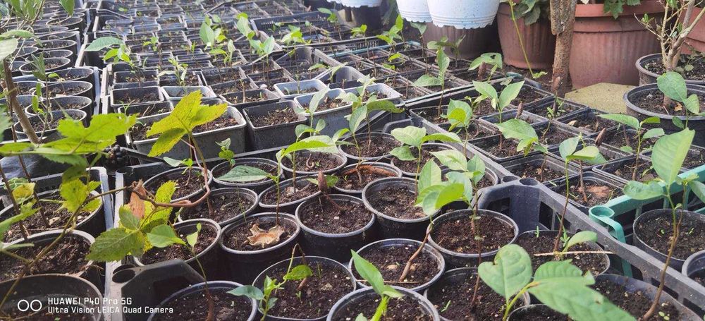 Asimina triloba, Асимина, Пау-пау, Индиански банан